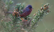 Dartford warbler