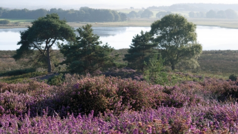 Lowland heathland