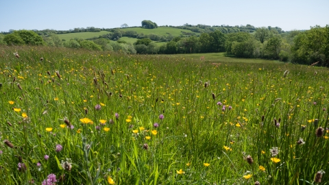 Lowland meadow