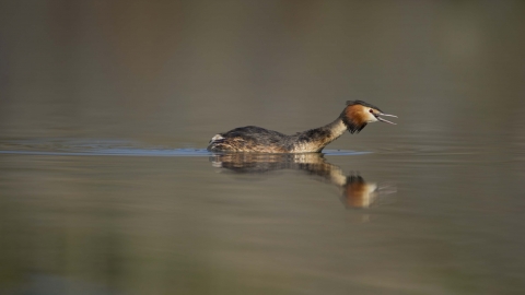 Great Crested Grebe