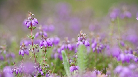 Bell heather