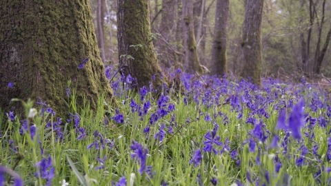 Bluebell wood in Surrey