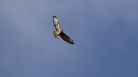 Common buzzard in flight