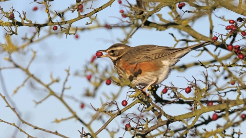 Redwing with hawthorn berry