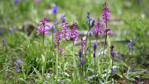 Early purple orchids