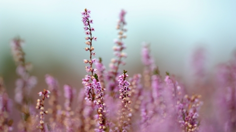 Heather