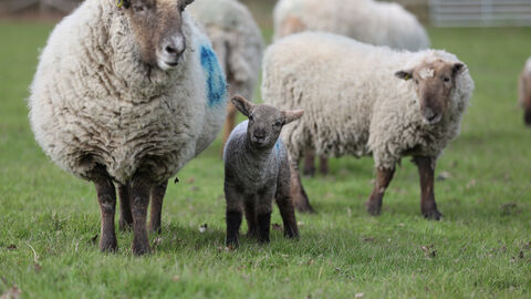 Hill Radnor sheep and lamb
