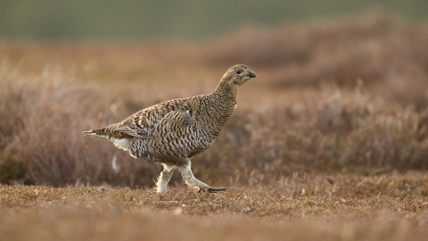 Black Grouse Surrey Wildlife Trust