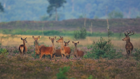 Red deer on Pirbright Ranges