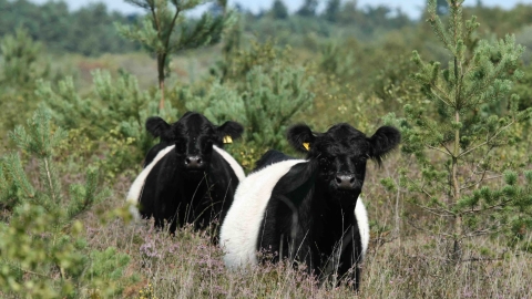 Belted Galloway on heathland