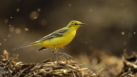 Yellow wagtail