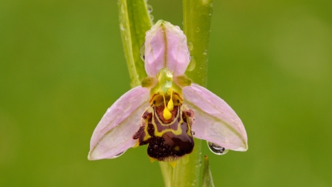 Bee orchid
