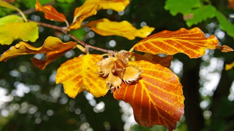 Beech leaves