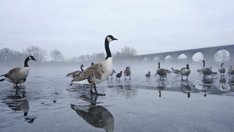 A flock of Canada geese standing on a frozen lake on a misty morning