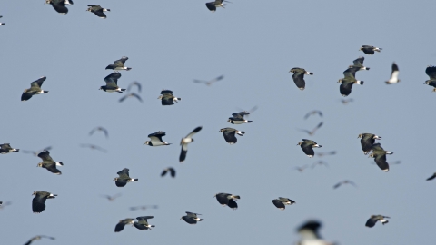 Lapwing flock