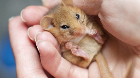 Dormouse in hands