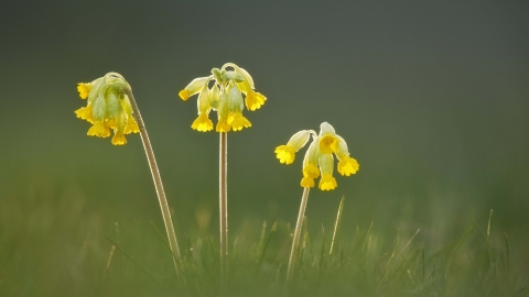 Cowslip