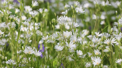 Greater Stitchwort