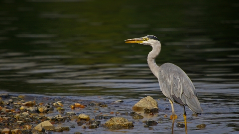 grey heron surrey wildlife trust