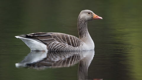 Greylag Goose