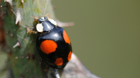 Harlequin Ladybird