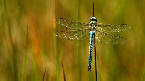 Emperor dragonfly