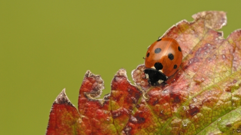 7-spot Ladybird