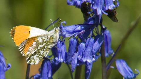 Orange-tip Butterfly