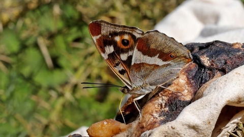 Purple Emperor butterfly