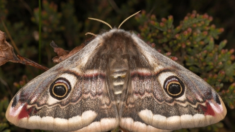 Emperor Moth