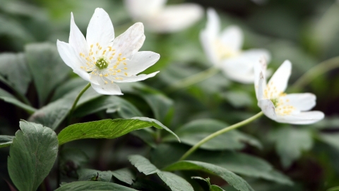 Wood anemone