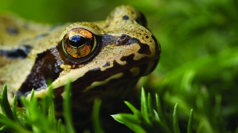 Common frog