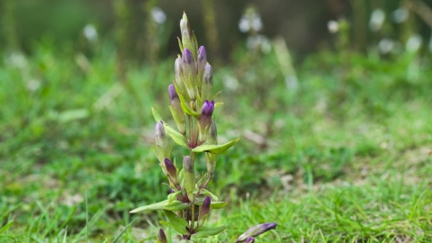 Autumn Gentian