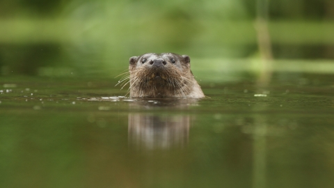 Otter in river