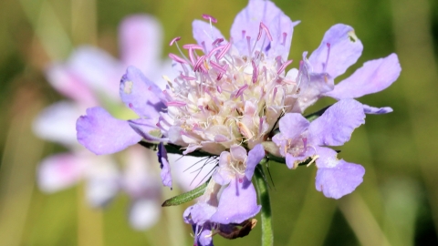 Small scabious