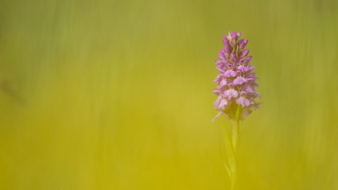Common spotted orchid