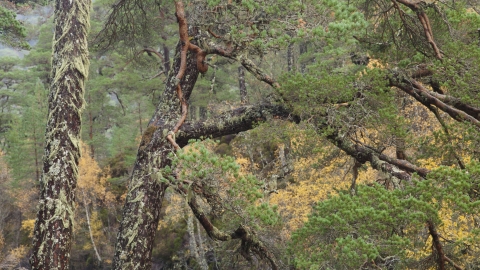 Scotts Pine