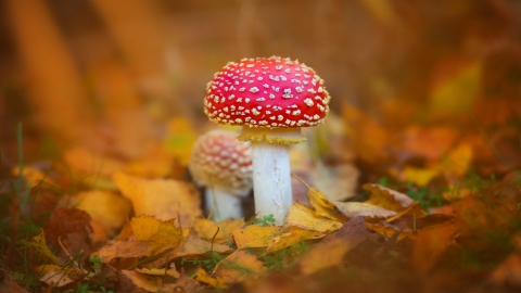 Fly agaric fungi