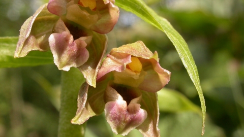 white helleborine