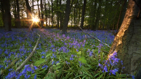 Bluebell wood