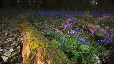 Bluebell wood