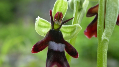 Fly orchid