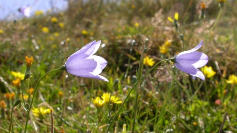 Harebell