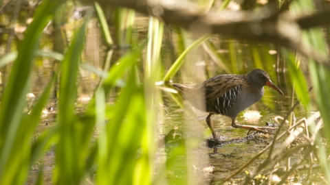 Water rail