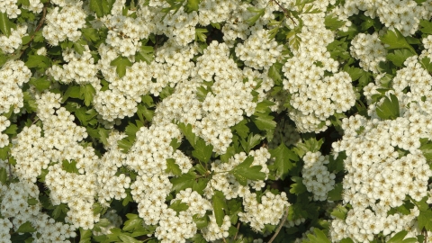 Hawthorn blossom