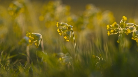 cowslip