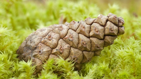 Conifer cone