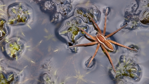 Raft spider