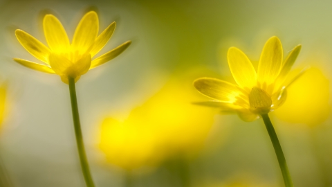 Lesser celandine
