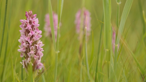 Southern marsh orchid